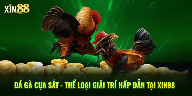 đá gà cựa sắt 1