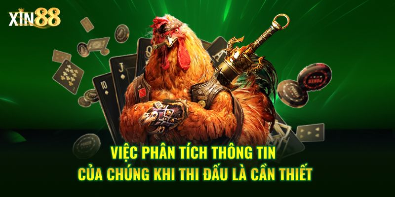 đá gà cựa sắt 4