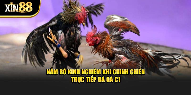 Trực tiếp đá gà c1-3